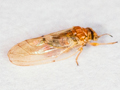 Aphalara polygoni